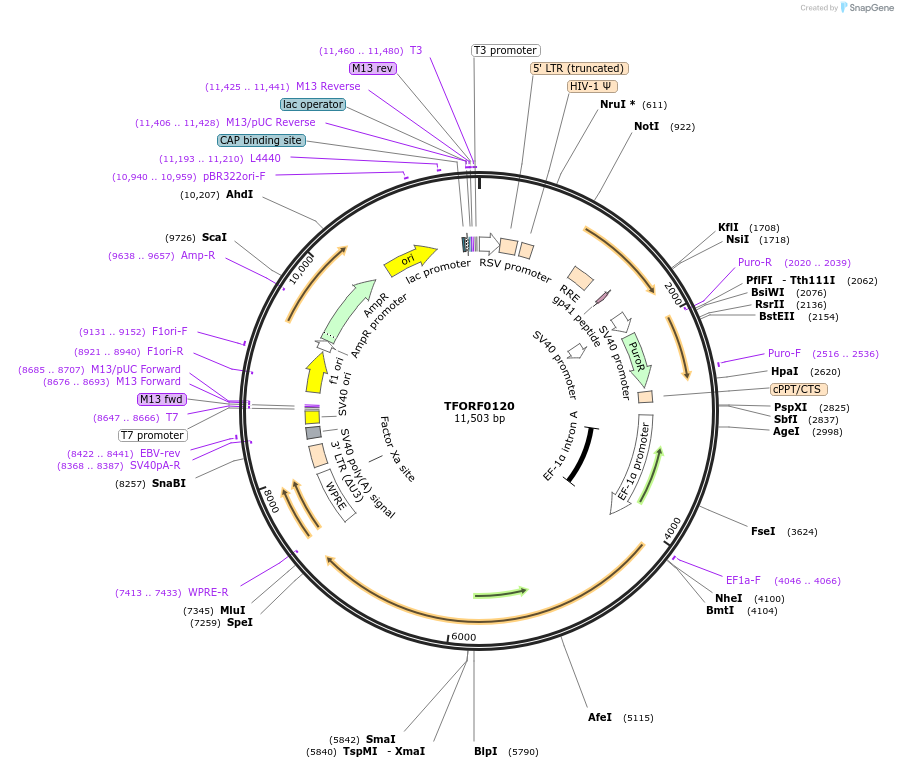 142539-plasmid-map-sequence-id-395959