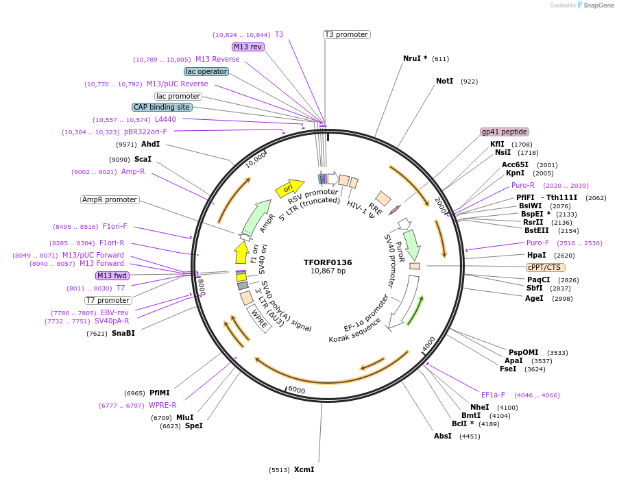 142542-plasmid-map-sequence-id-395960