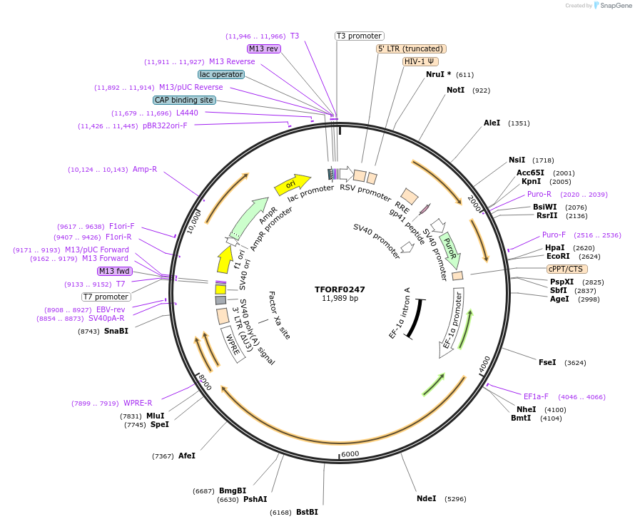 142571-plasmid-map-sequence-id-395966
