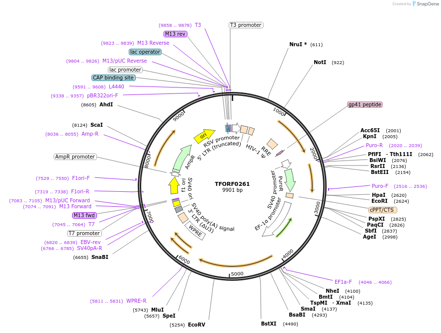 142575-plasmid-map-sequence-id-395968