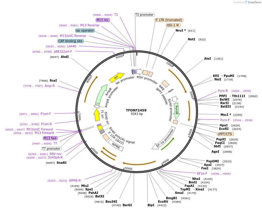 142089-plasmid-map-sequence-id-395980