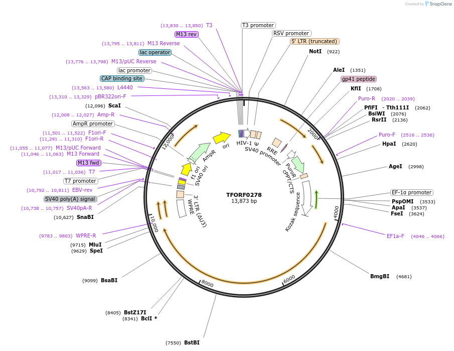 142584-plasmid-map-sequence-id-395984