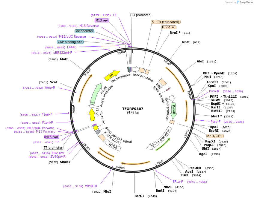 142593-plasmid-map-sequence-id-395985