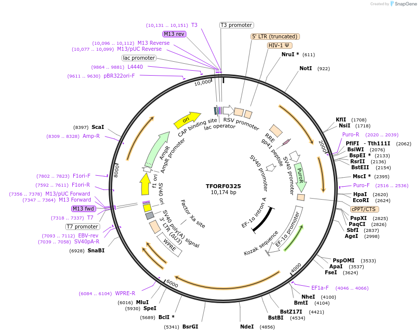 142597-plasmid-map-sequence-id-395987