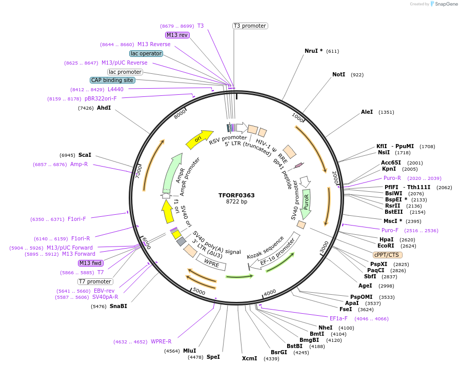 142604-plasmid-map-sequence-id-395988