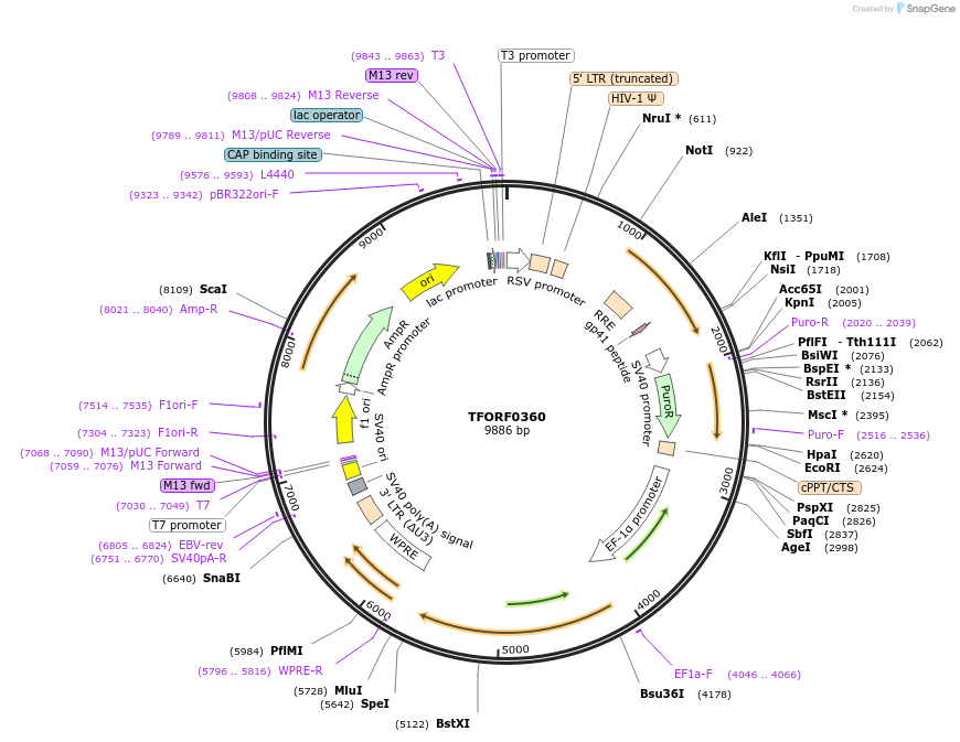 142603-plasmid-map-sequence-id-395990
