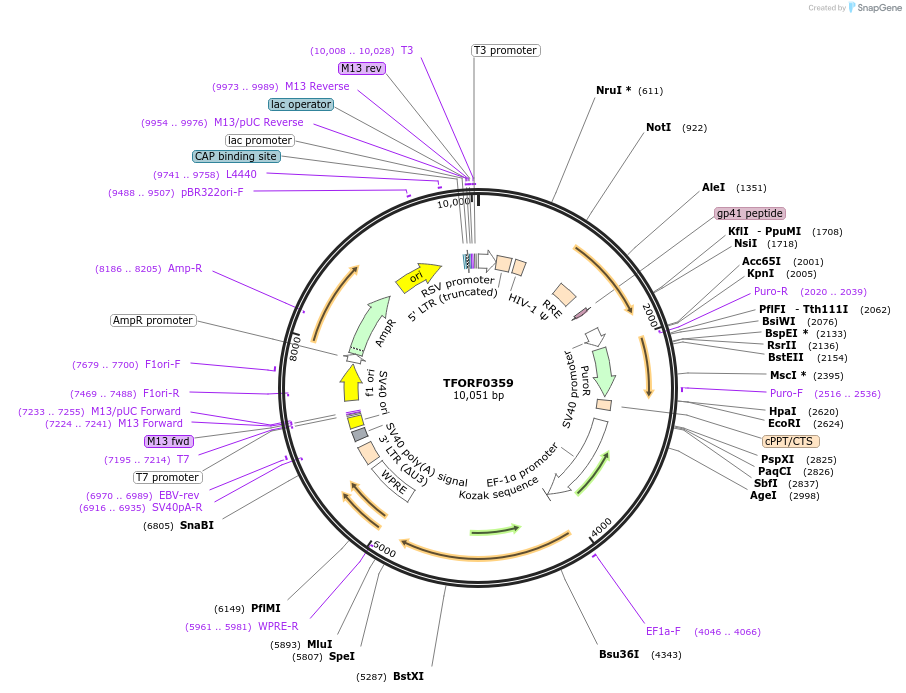142602-plasmid-map-sequence-id-395991