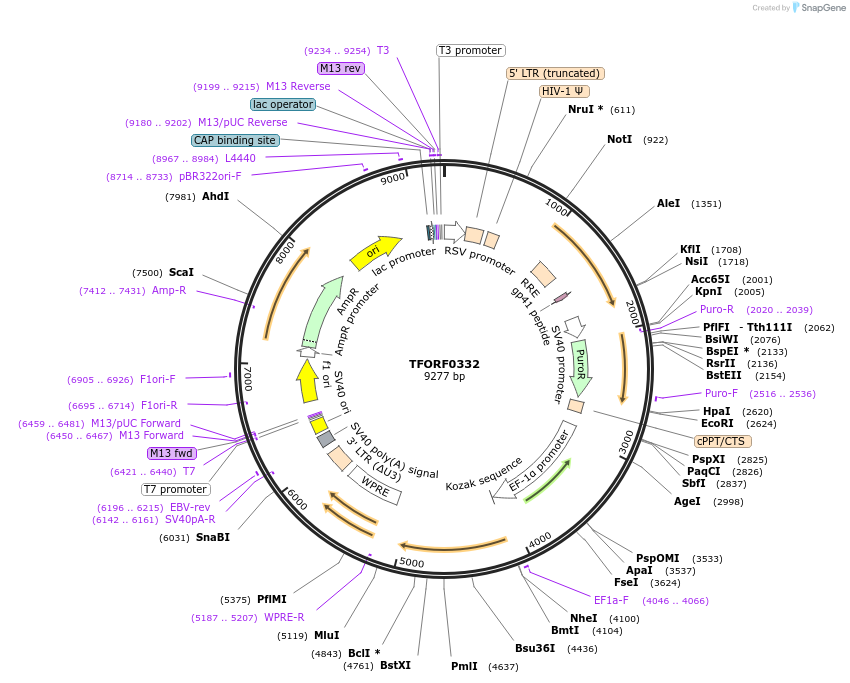 142599-plasmid-map-sequence-id-395992