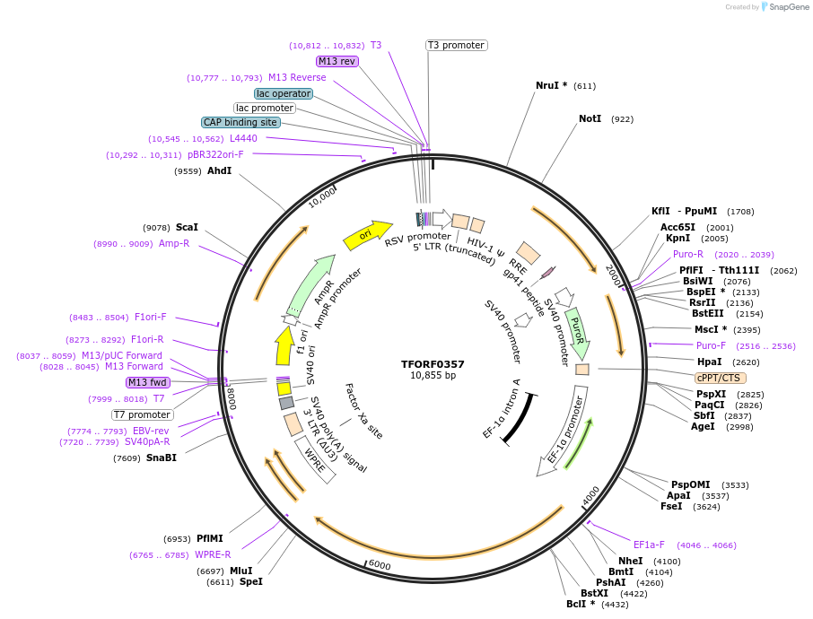 142601-plasmid-map-sequence-id-395993