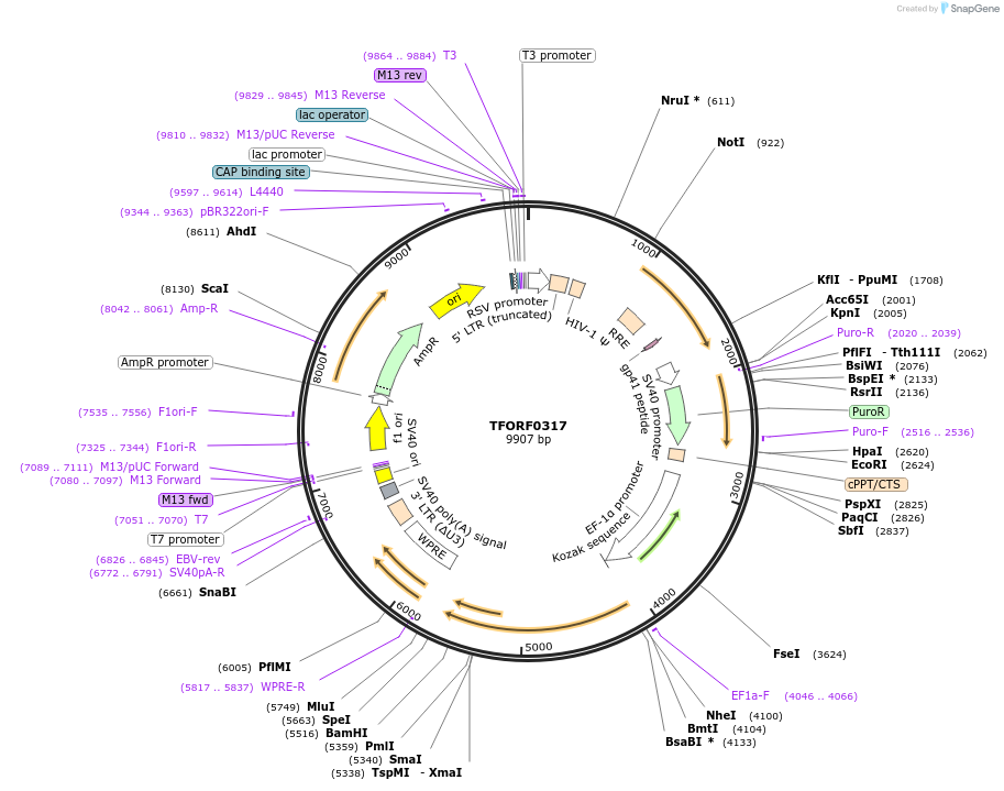 142595-plasmid-map-sequence-id-395994