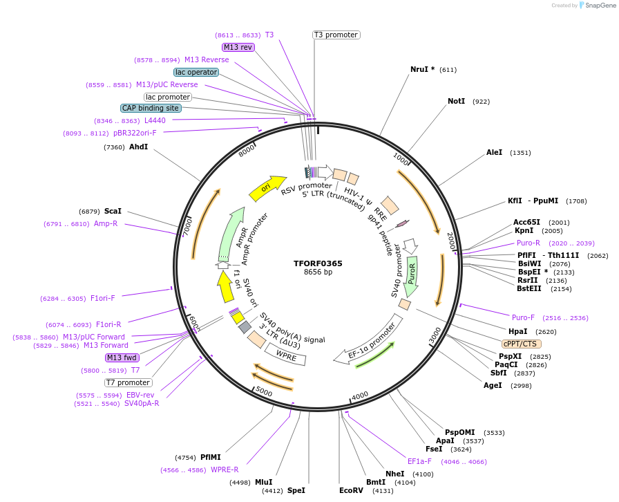 142605-plasmid-map-sequence-id-395998