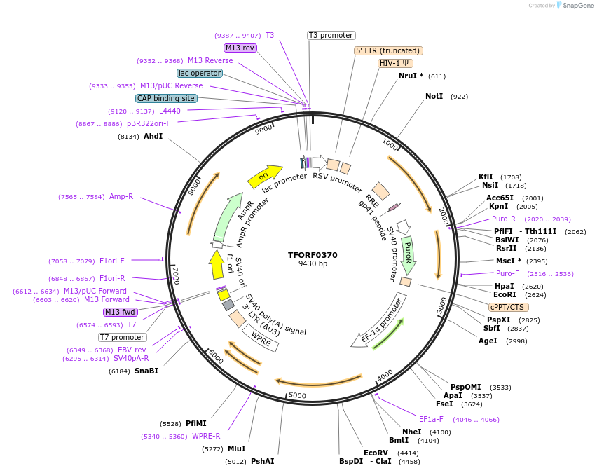 142608-plasmid-map-sequence-id-396002