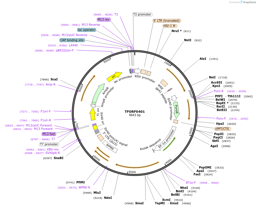 142615-plasmid-map-sequence-id-396006