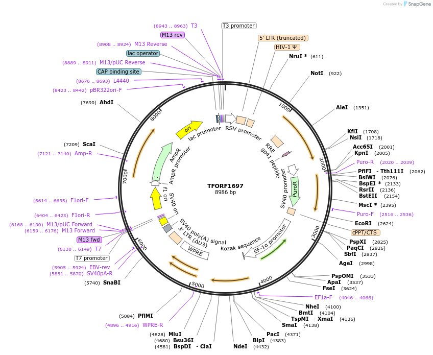 142829-plasmid-map-sequence-id-396023