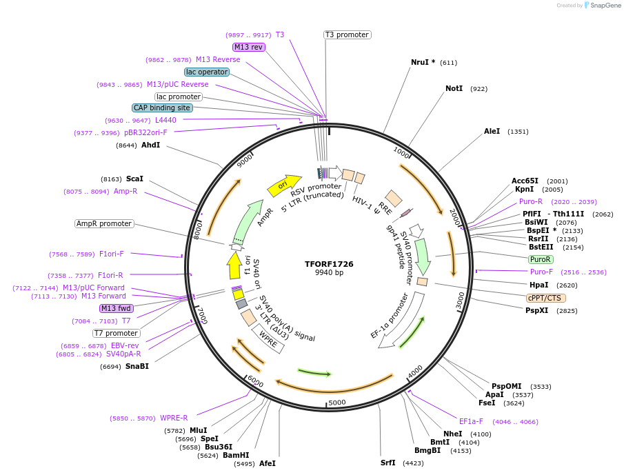 142836-plasmid-map-sequence-id-396031