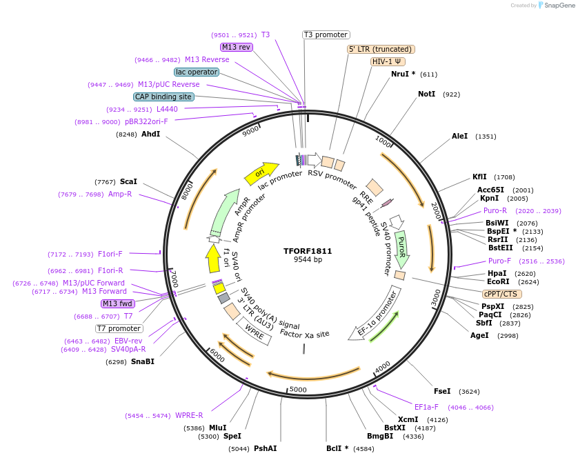 142859-plasmid-map-sequence-id-396041