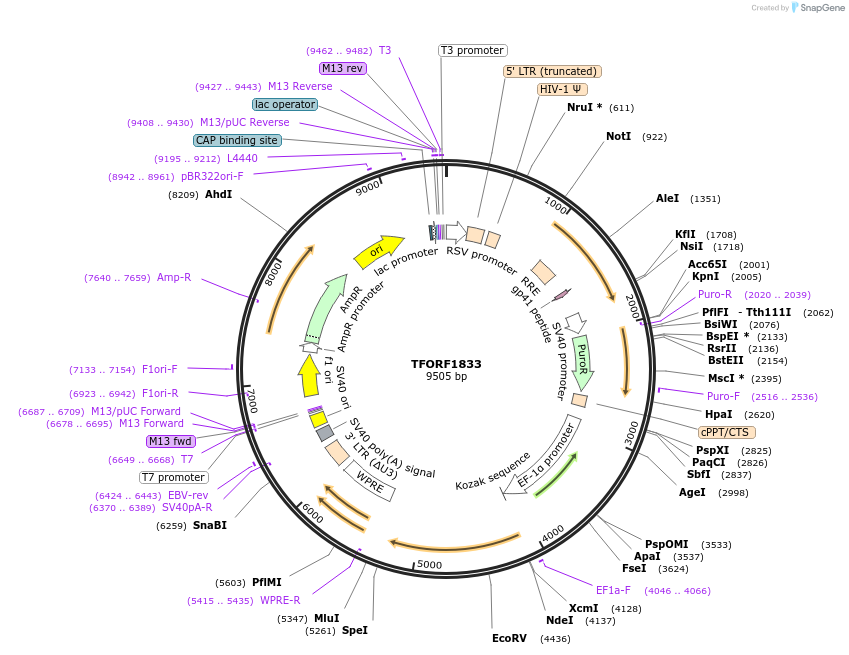142862-plasmid-map-sequence-id-396044