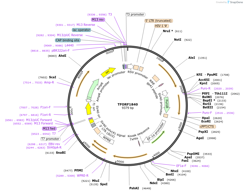 142866-plasmid-map-sequence-id-396045