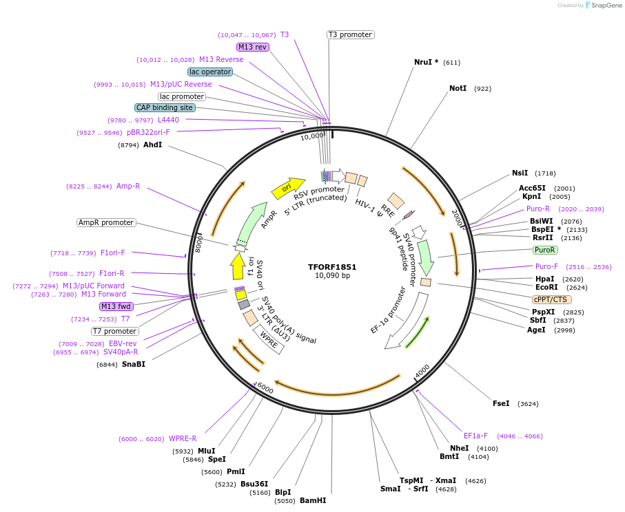 142871-plasmid-map-sequence-id-396051
