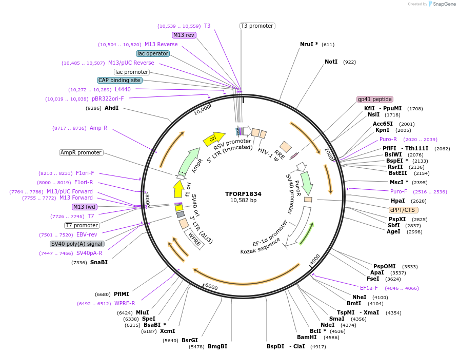 142863-plasmid-map-sequence-id-396052