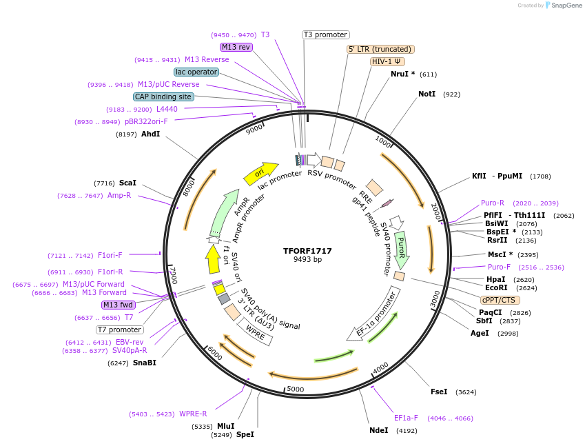 142834-plasmid-map-sequence-id-396053