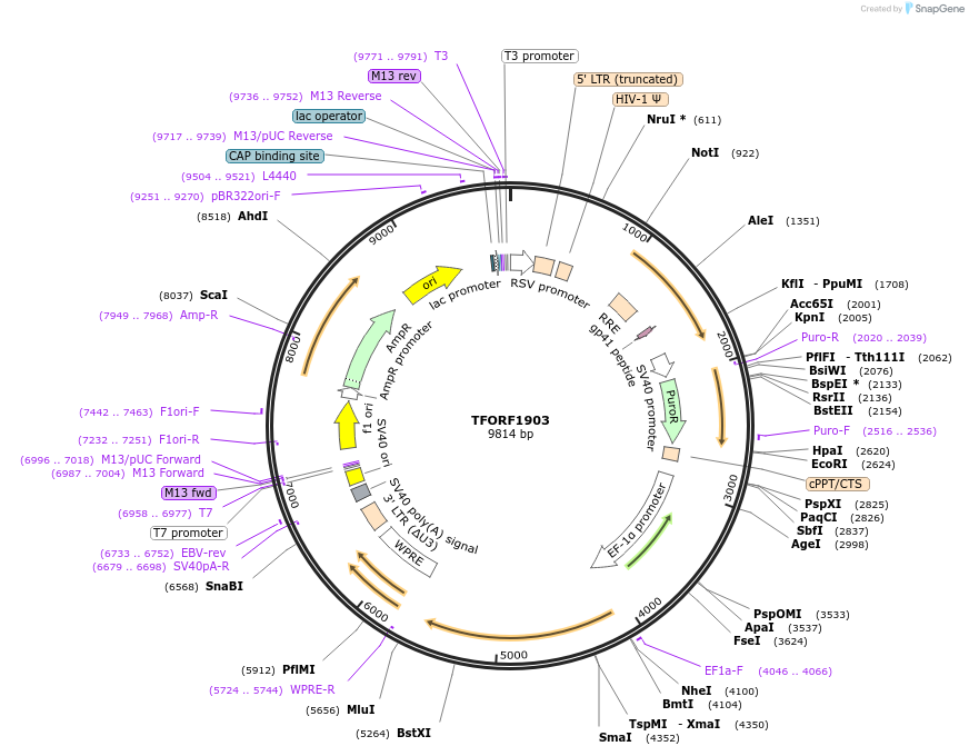 142884-plasmid-map-sequence-id-396057