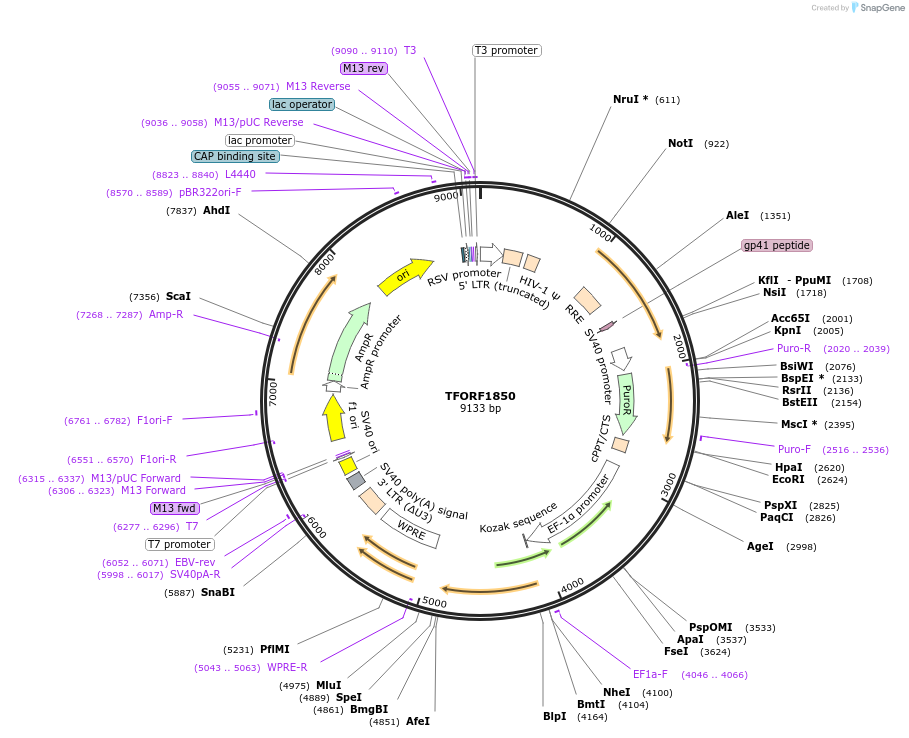 142870-plasmid-map-sequence-id-396058