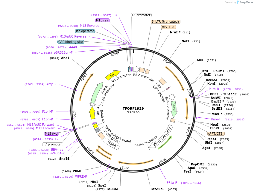 142888-plasmid-map-sequence-id-396072