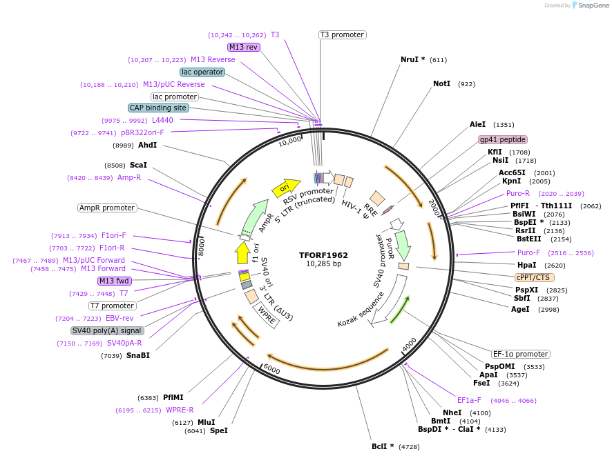 142900-plasmid-map-sequence-id-396074