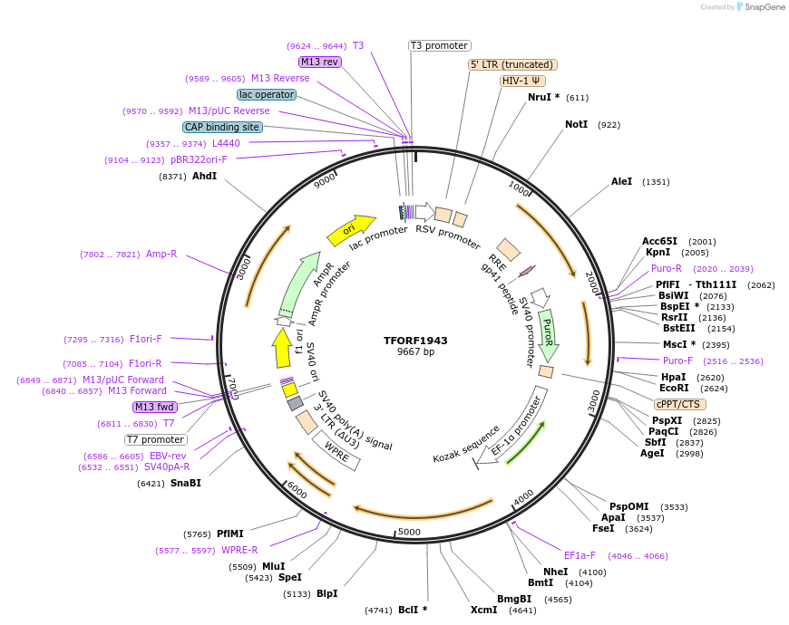 142895-plasmid-map-sequence-id-396075