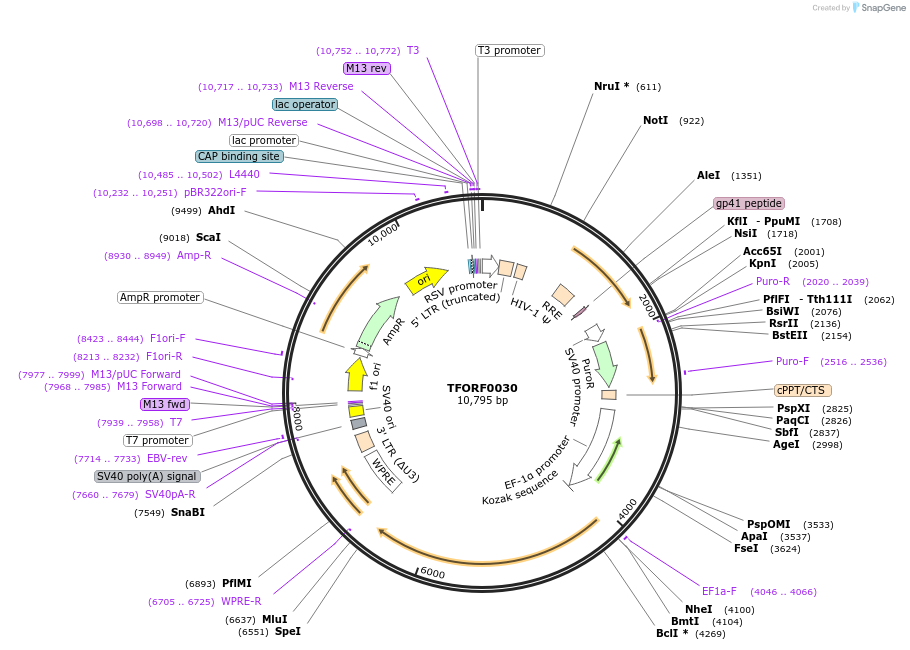 143199-plasmid-map-sequence-id-396086