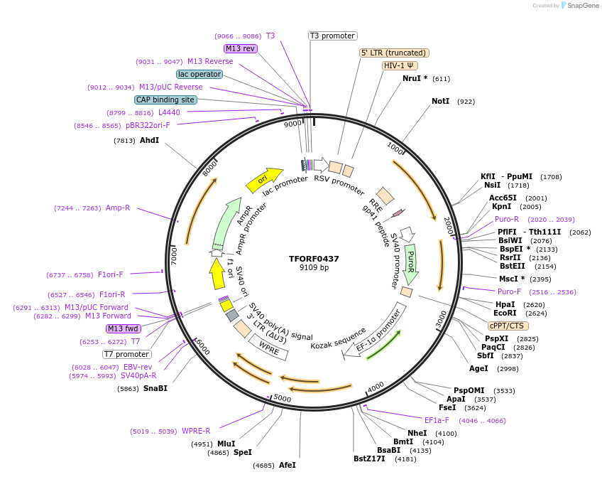 143214-plasmid-map-sequence-id-396087