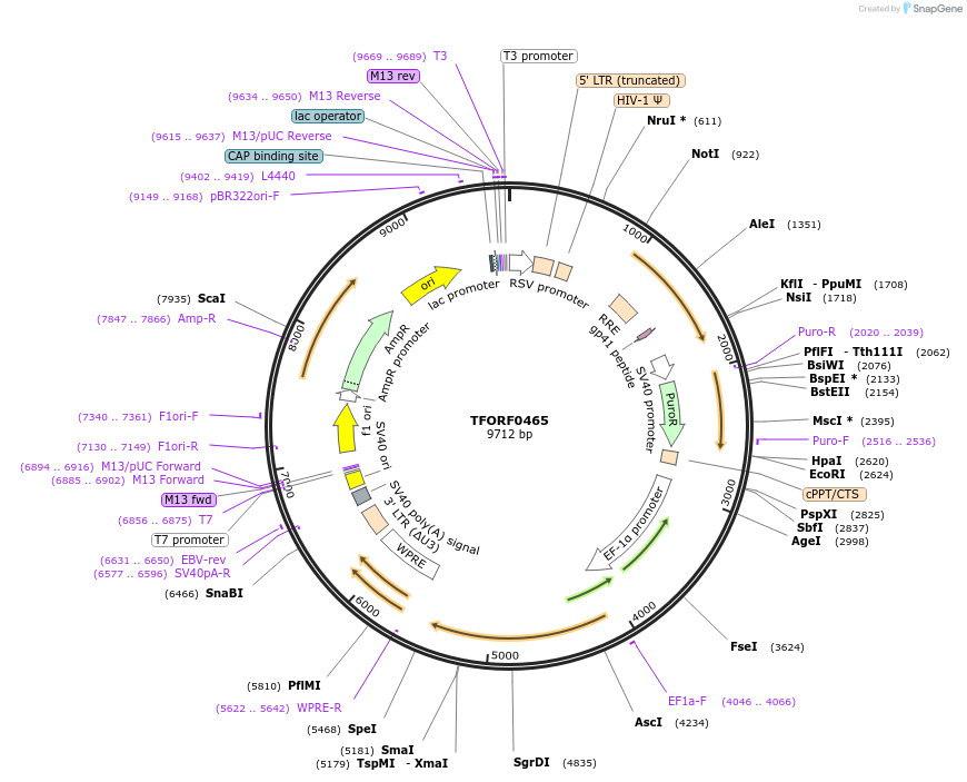 143218-plasmid-map-sequence-id-396088