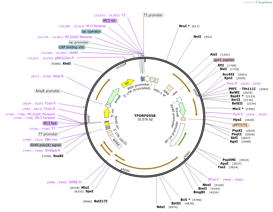 143224-plasmid-map-sequence-id-396090