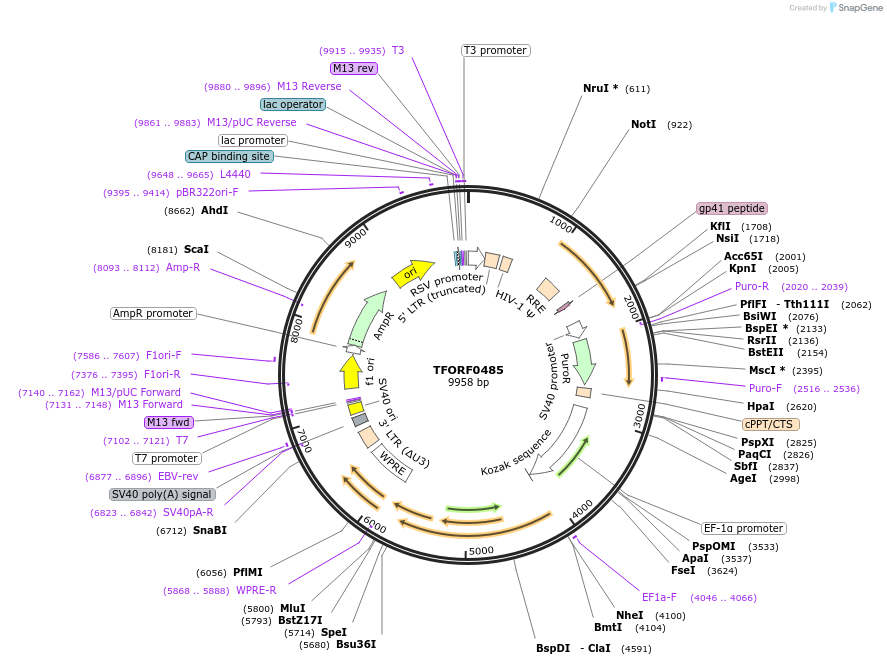 143219-plasmid-map-sequence-id-396091