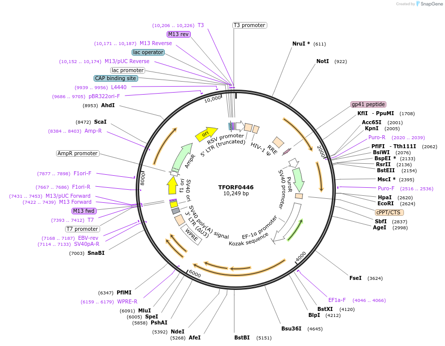 143216-plasmid-map-sequence-id-396093