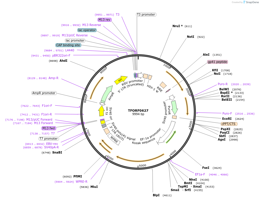 143231-plasmid-map-sequence-id-396103