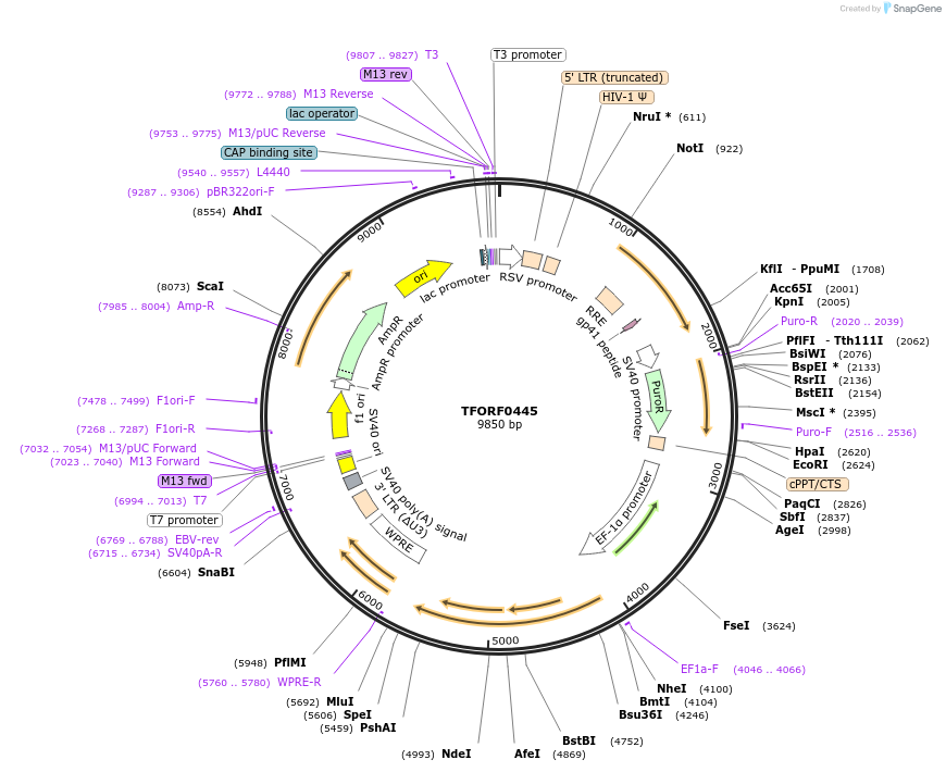 143215-plasmid-map-sequence-id-396105