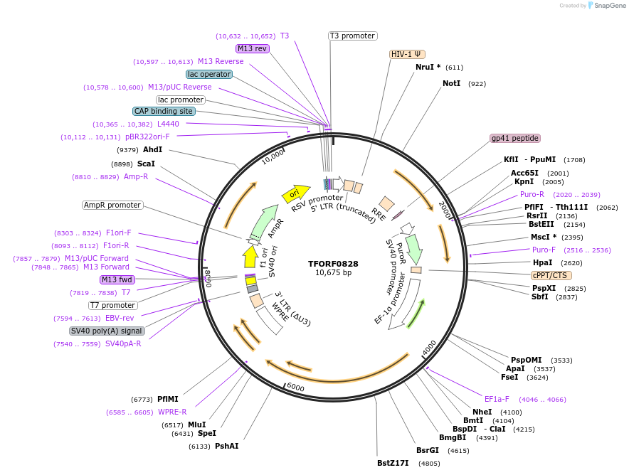 143234-plasmid-map-sequence-id-396108