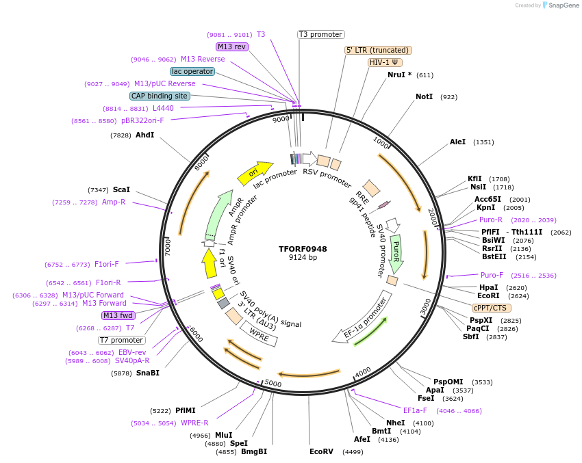 143250-plasmid-map-sequence-id-396110