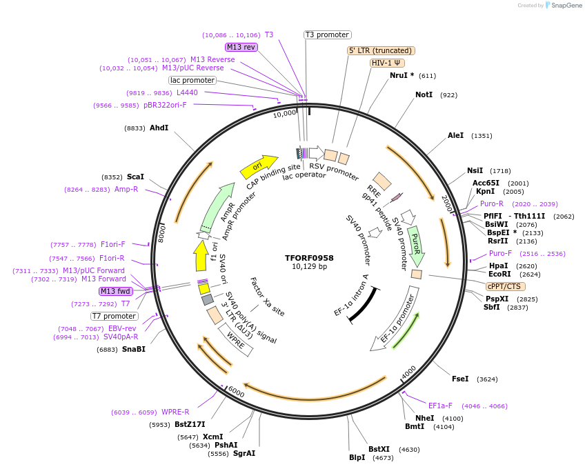 143251-plasmid-map-sequence-id-396111