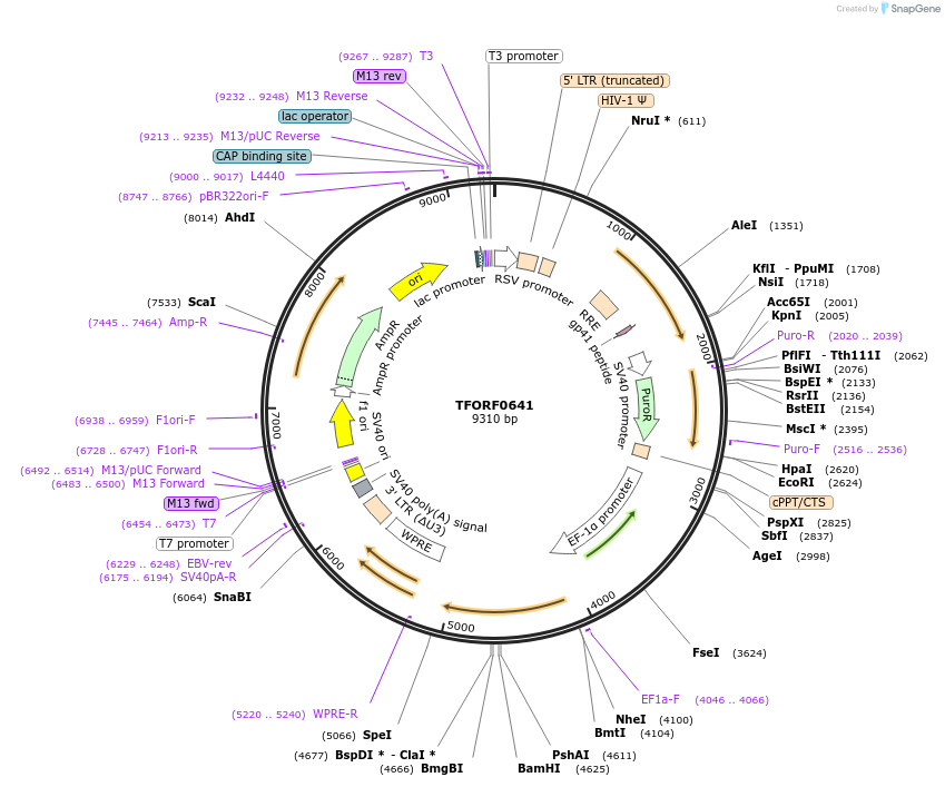 143232-plasmid-map-sequence-id-396112