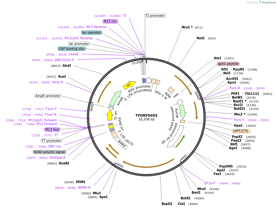 143201-plasmid-map-sequence-id-396117