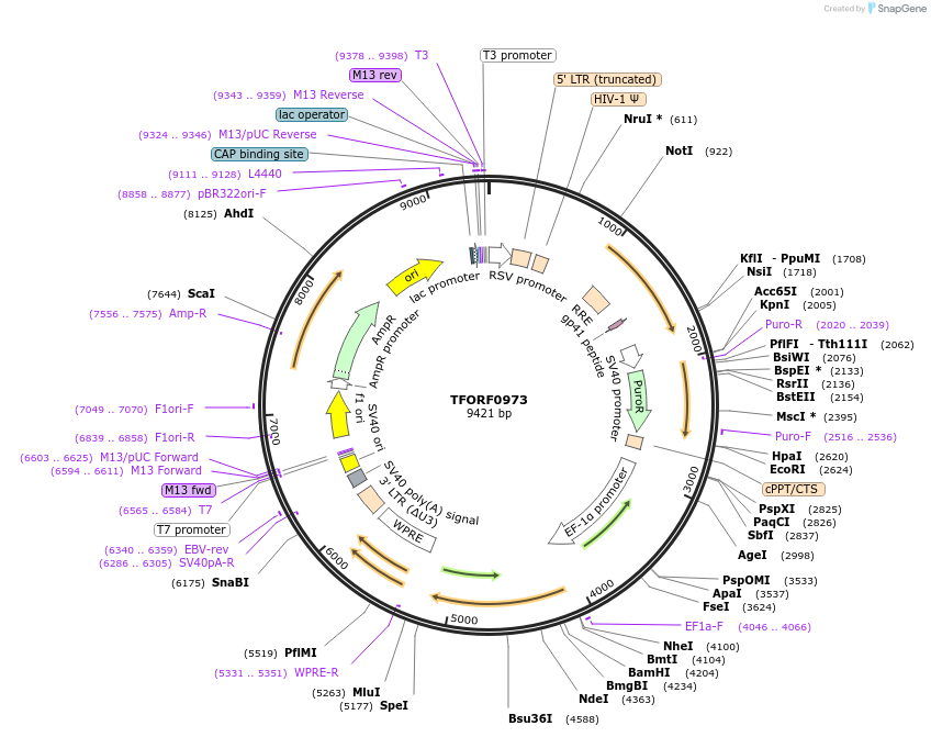 143252-plasmid-map-sequence-id-396118