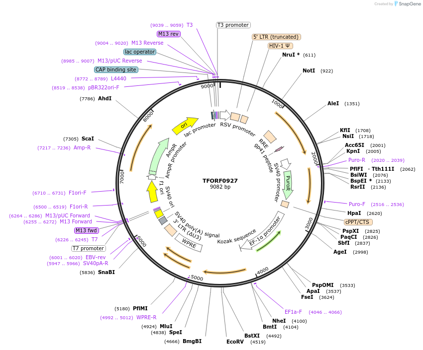 143241-plasmid-map-sequence-id-396123