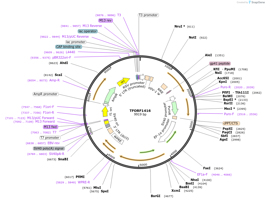 143268-plasmid-map-sequence-id-396125
