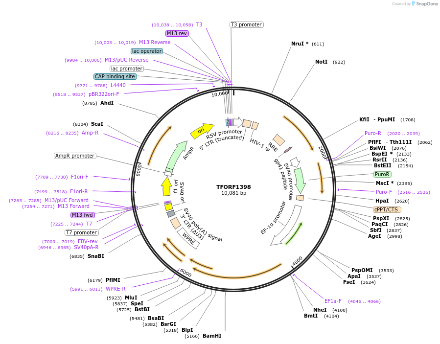 143264-plasmid-map-sequence-id-396126
