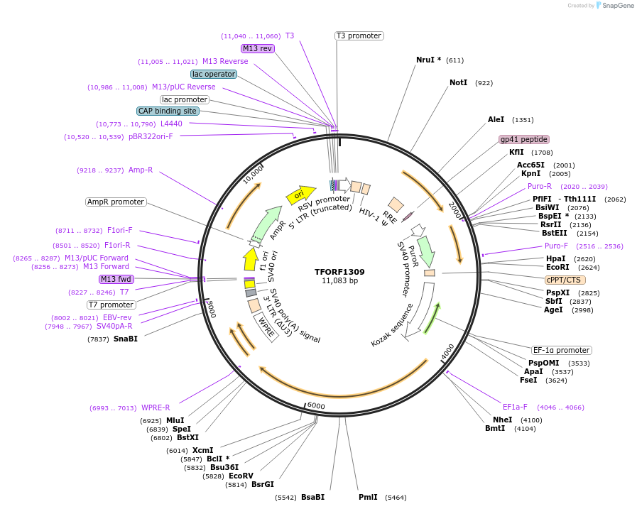 143258-plasmid-map-sequence-id-396128