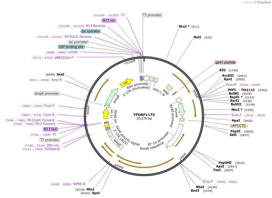 143256-plasmid-map-sequence-id-396130