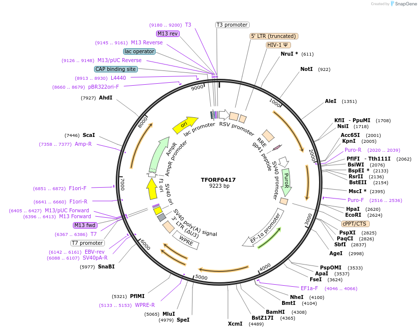 141613-plasmid-map-sequence-id-396131